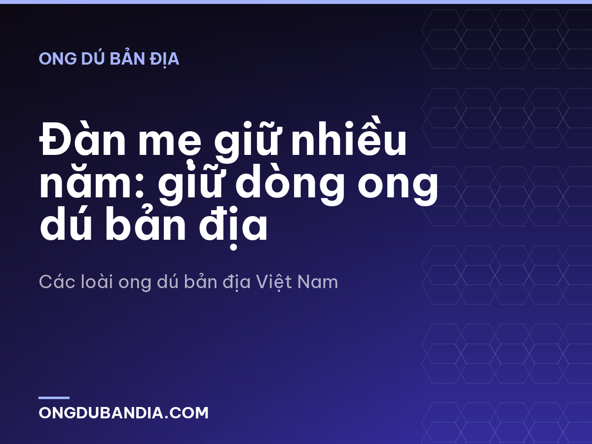 Đàn mẹ giữ nhiều năm: giữ dòng ong dú bản địa