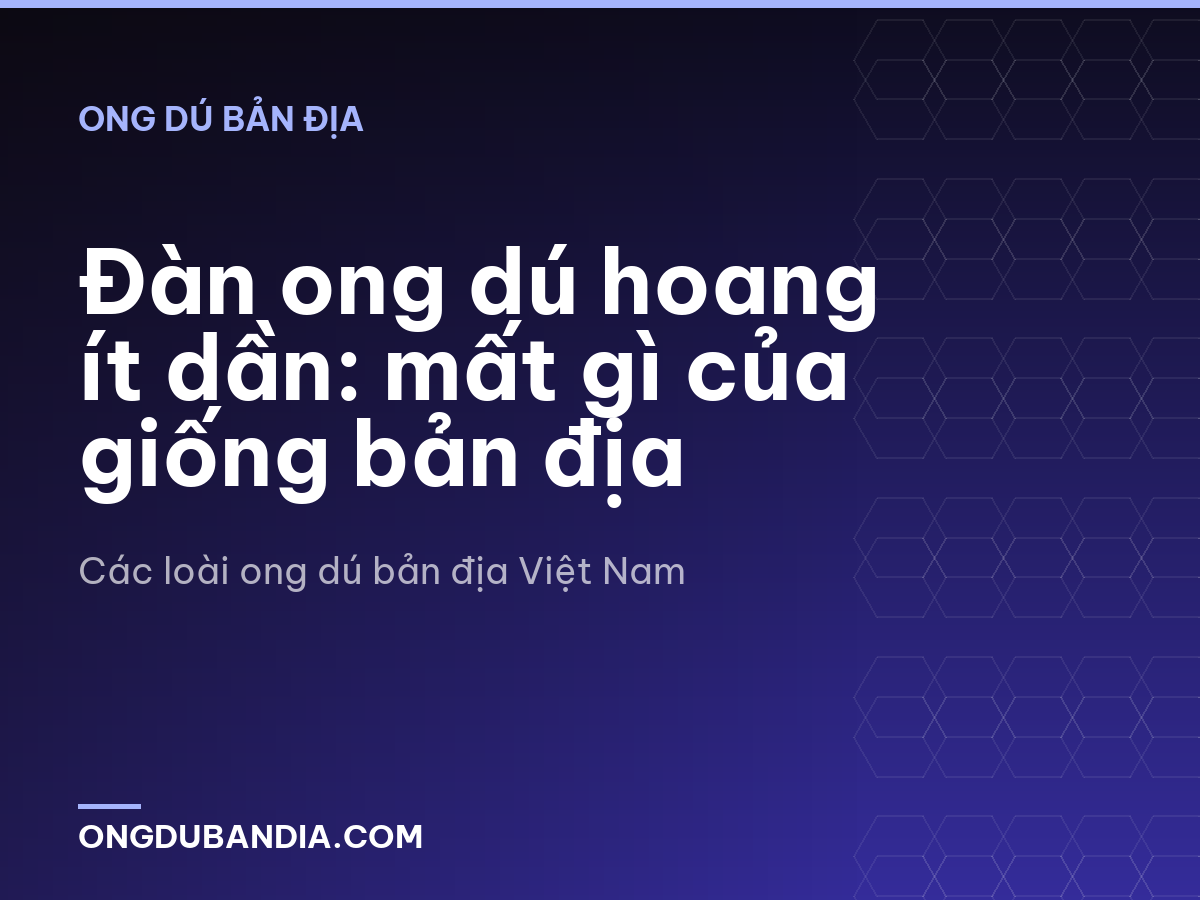Đàn ong dú hoang ít dần: mất gì của giống bản địa
