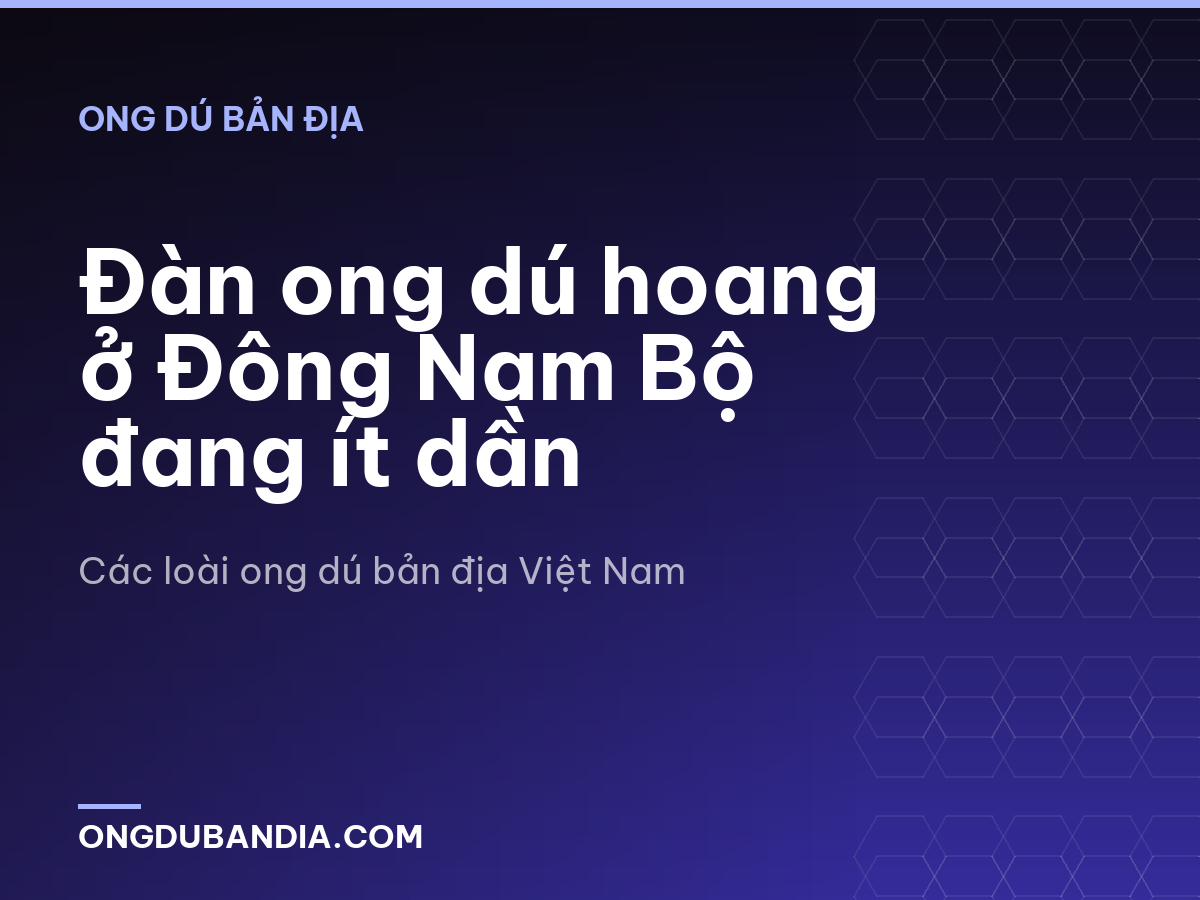 Đàn ong dú hoang ở Đông Nam Bộ đang ít dần