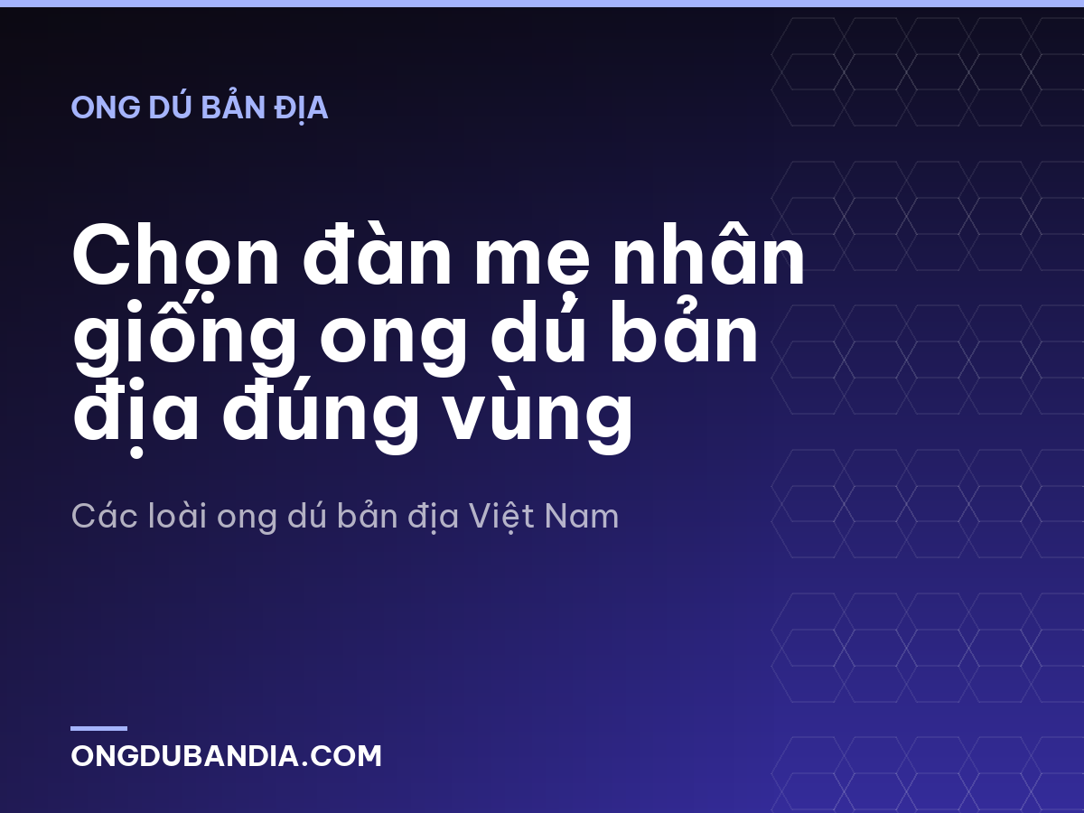 Chọn đàn mẹ nhân giống ong dú bản địa đúng vùng