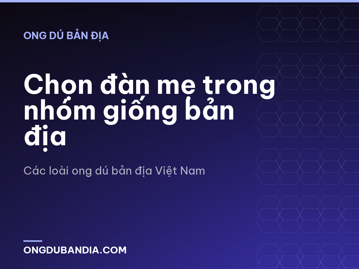 Chọn đàn mẹ trong nhóm giống bản địa