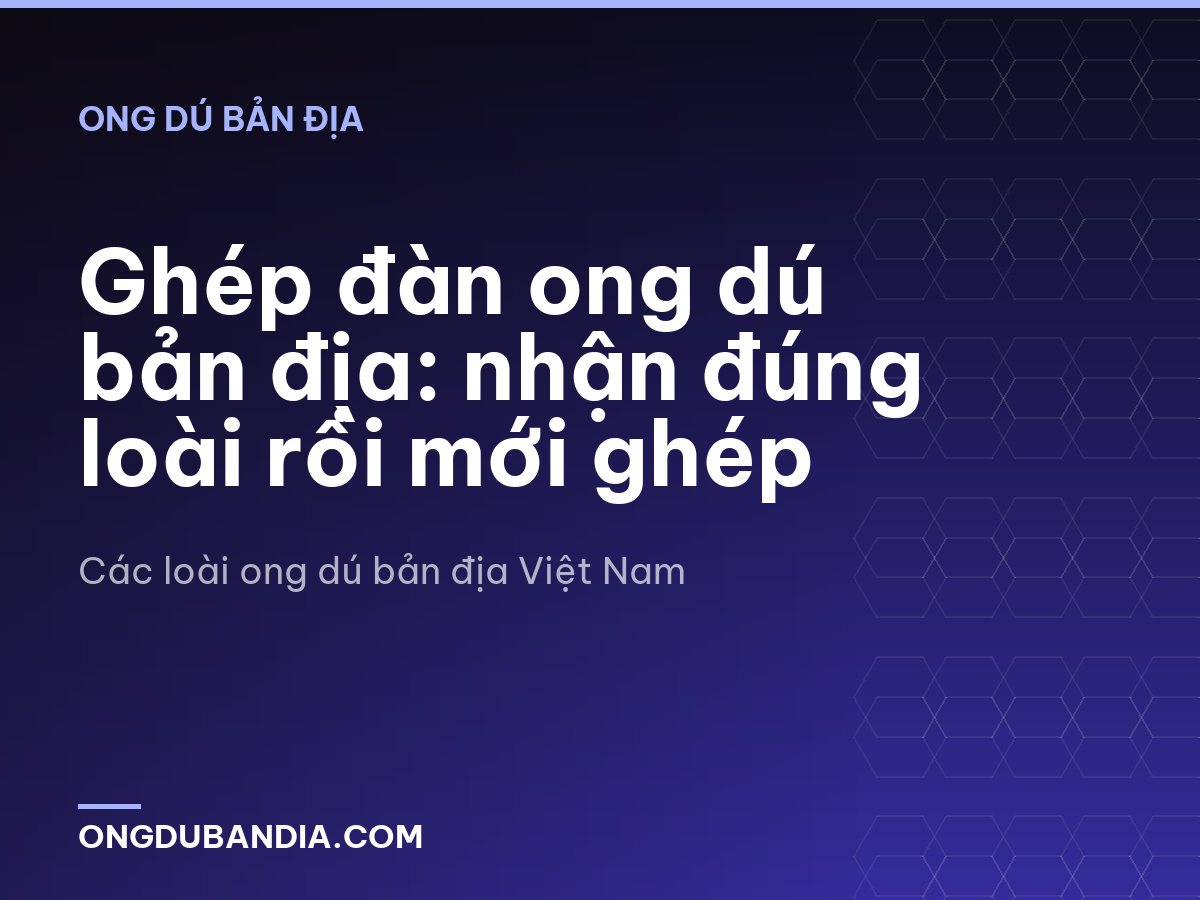 Ghép đàn ong dú bản địa: nhận đúng loài rồi mới ghép