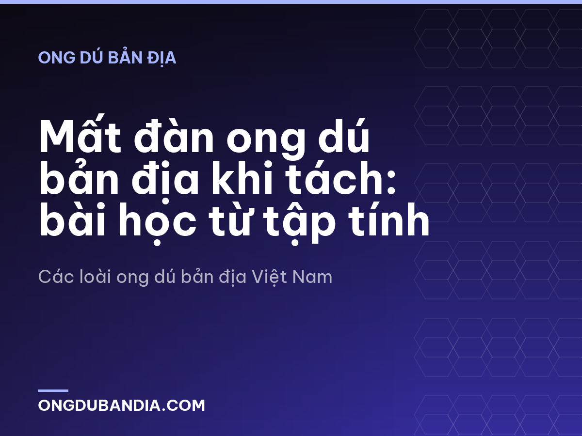 Mất đàn ong dú bản địa khi tách: bài học từ tập tính