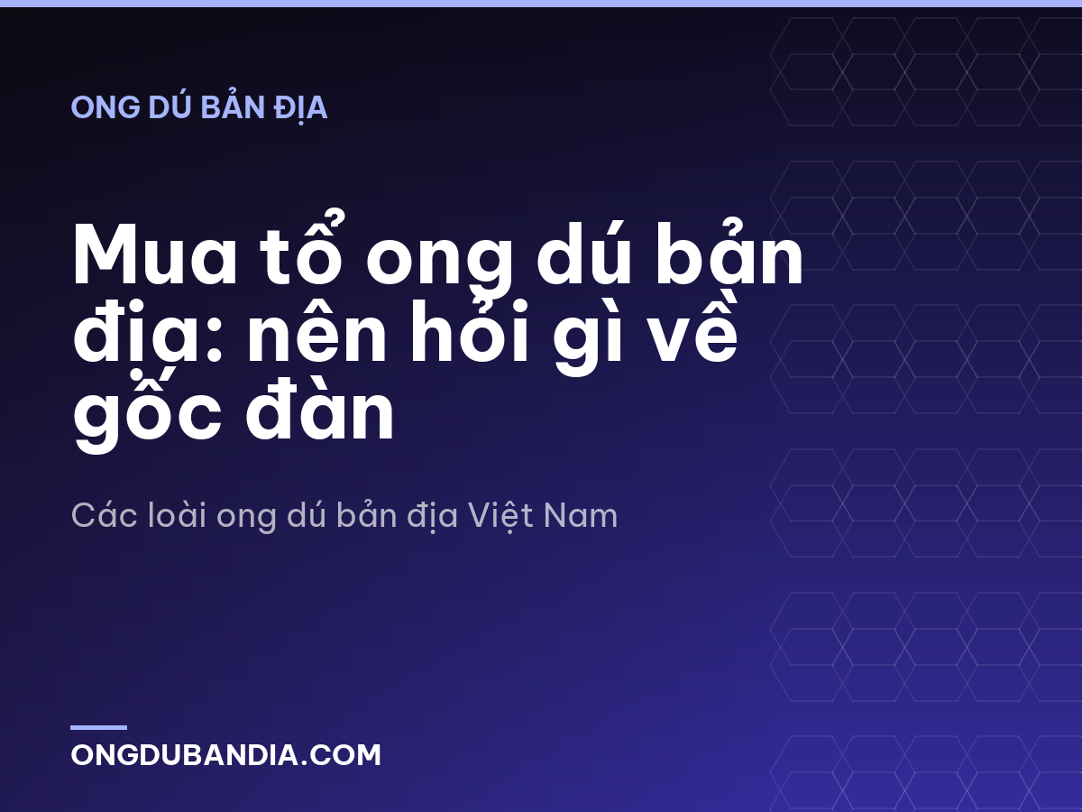 Mua tổ ong dú bản địa: nên hỏi gì về gốc đàn