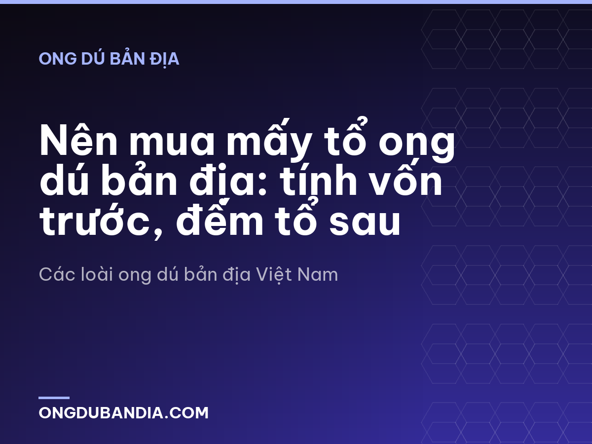 Nên mua mấy tổ ong dú bản địa: tính vốn trước, đếm tổ sau
