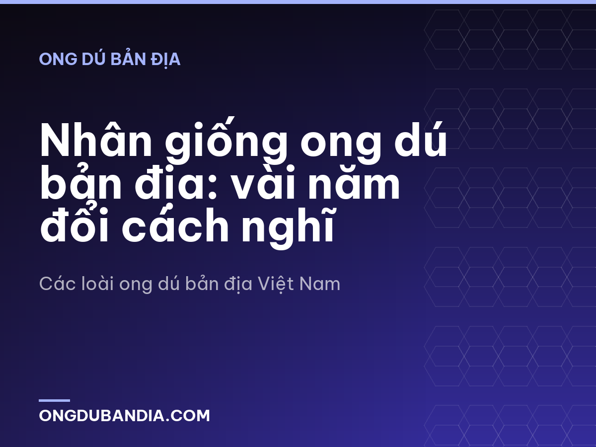 Nhân giống ong dú bản địa: vài năm đổi cách nghĩ