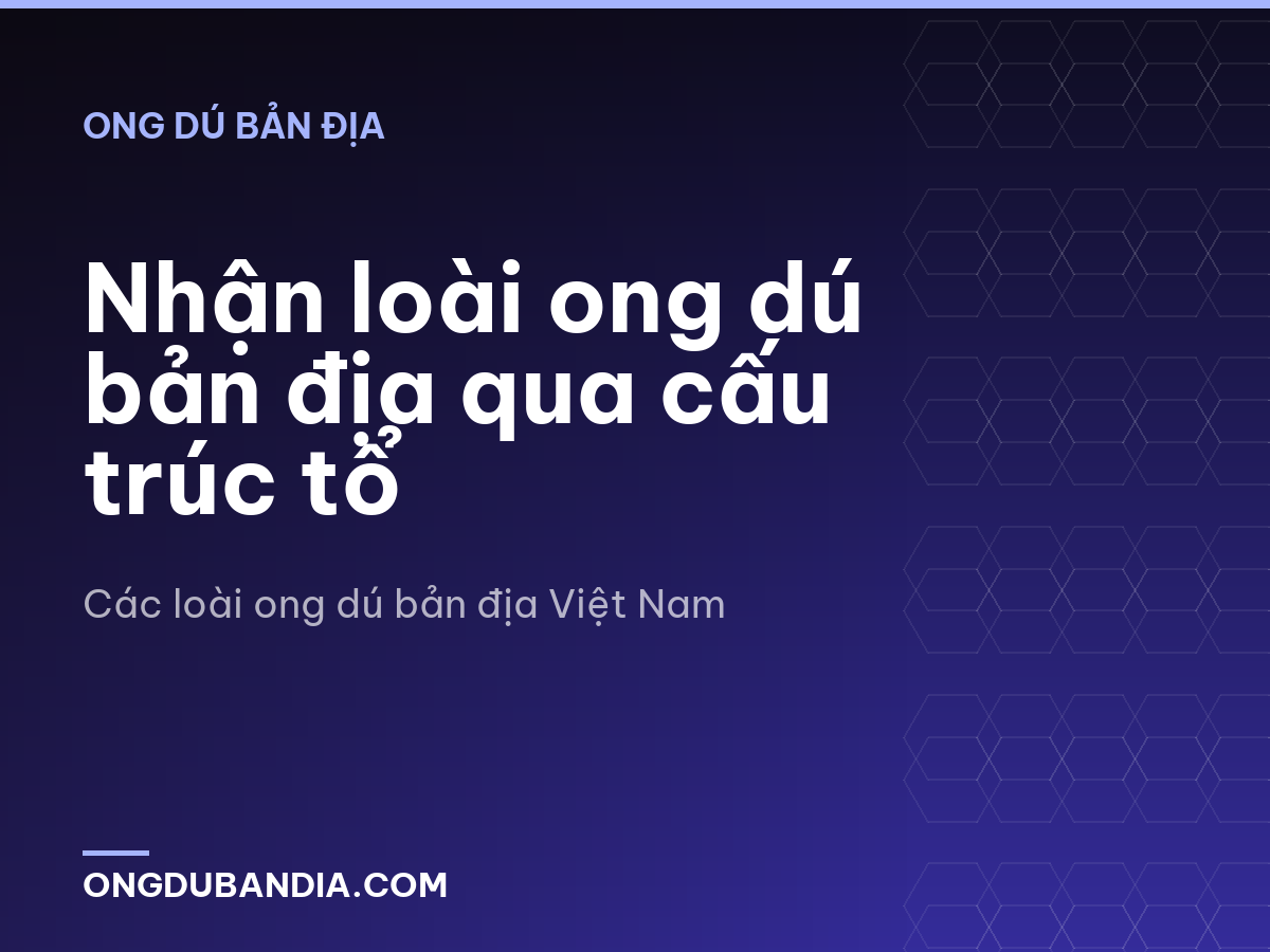 Nhận loài ong dú bản địa qua cấu trúc tổ