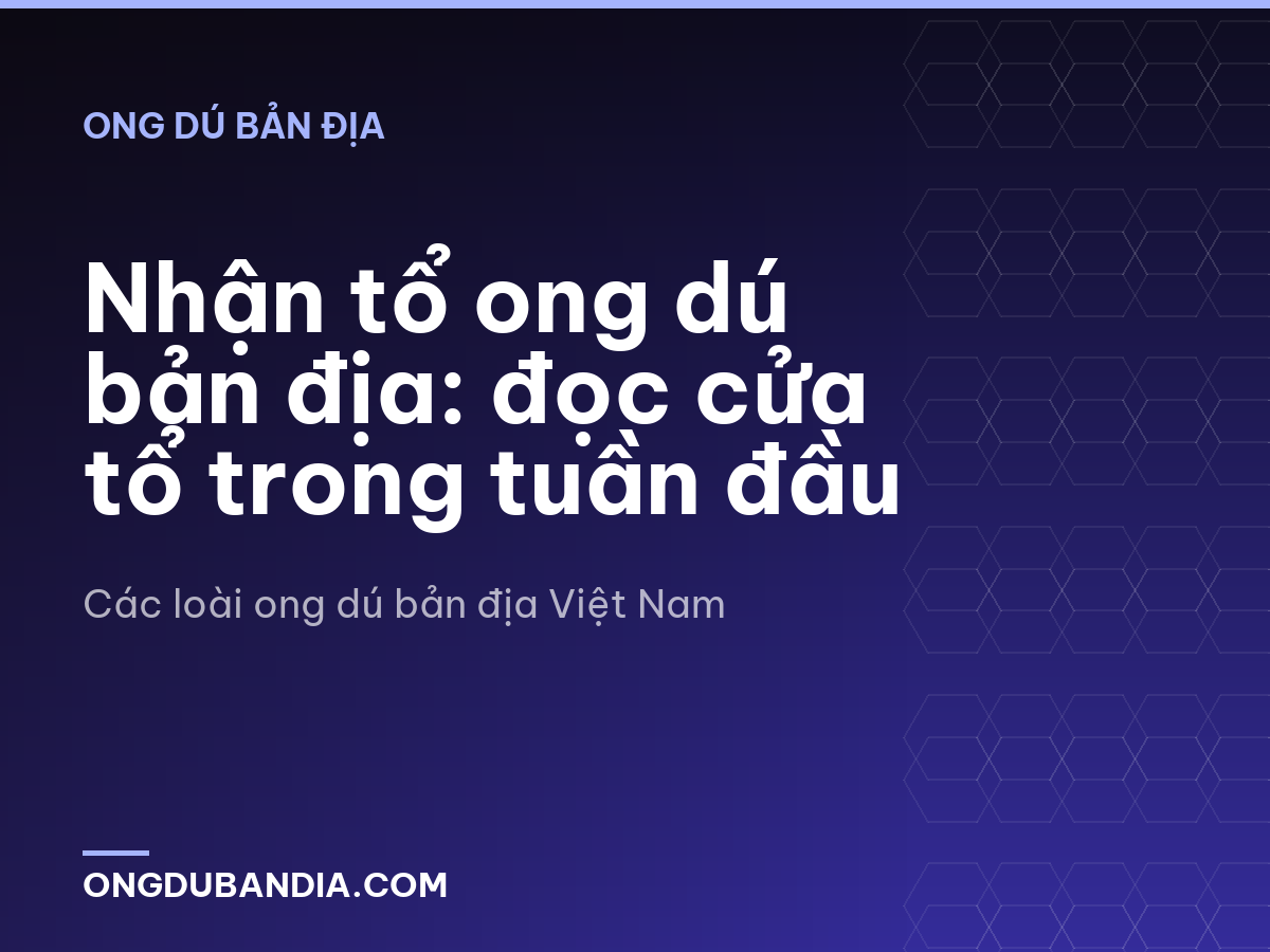 Nhận tổ ong dú bản địa: đọc cửa tổ trong tuần đầu