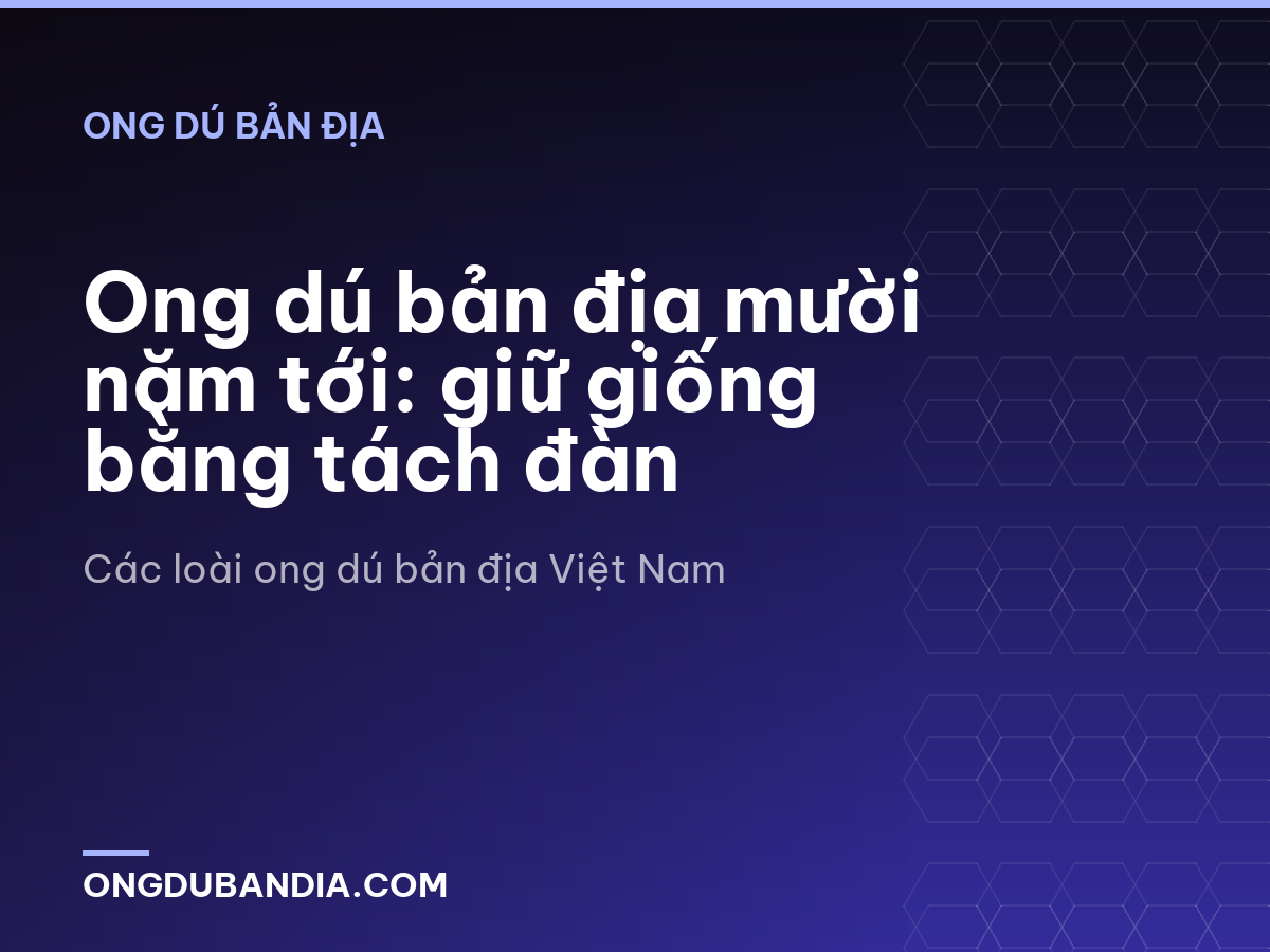 Ong dú bản địa mười năm tới: giữ giống bằng tách đàn