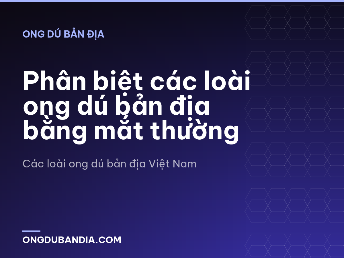 Phân biệt các loài ong dú bản địa bằng mắt thường