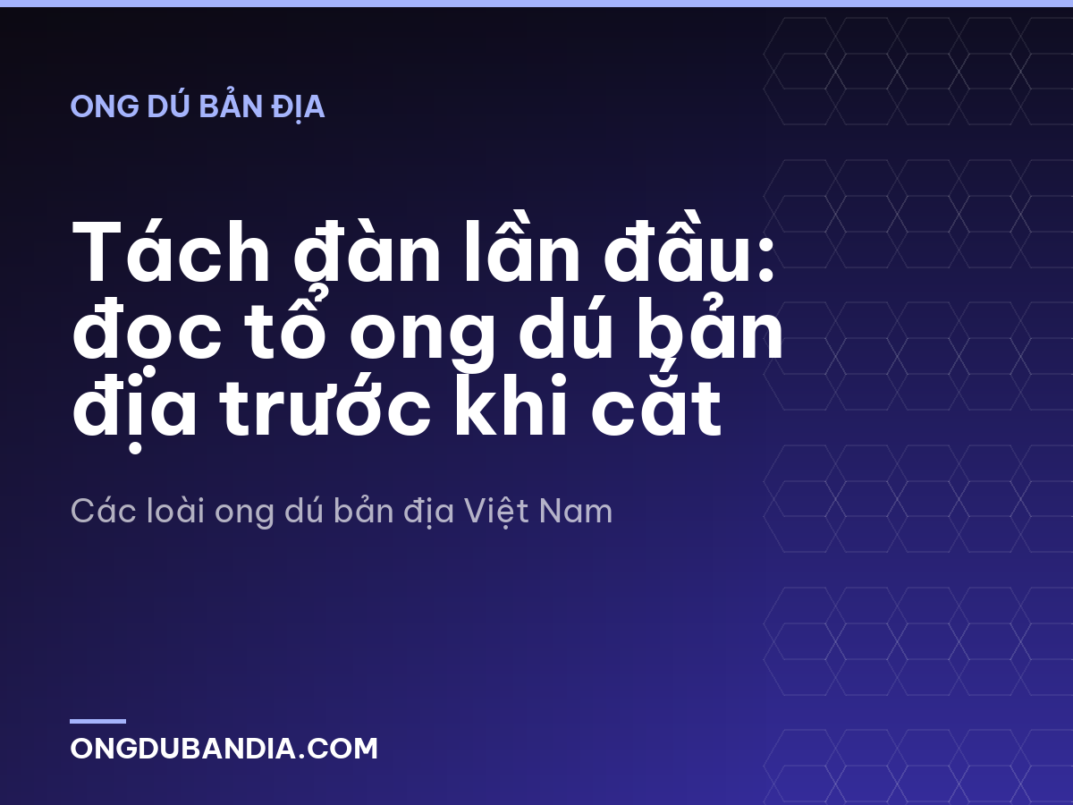 Tách đàn lần đầu: đọc tổ ong dú bản địa trước khi cắt