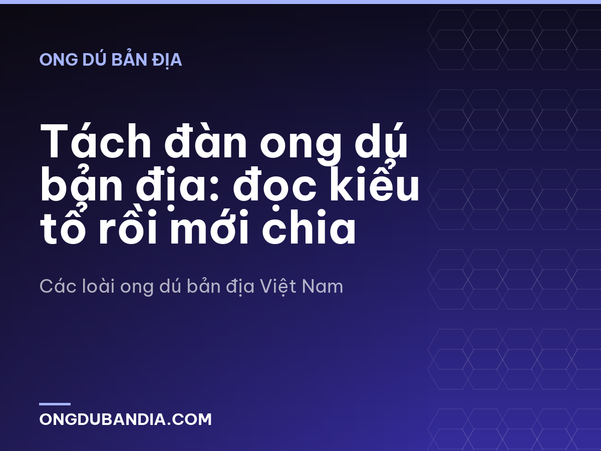 Tách đàn ong dú bản địa: đọc kiểu tổ rồi mới chia