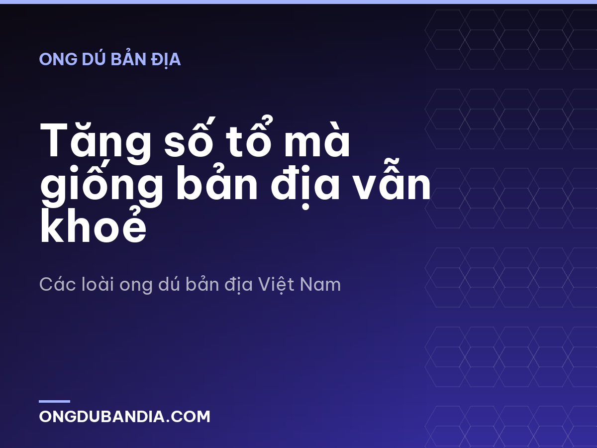Tăng số tổ mà giống bản địa vẫn khoẻ
