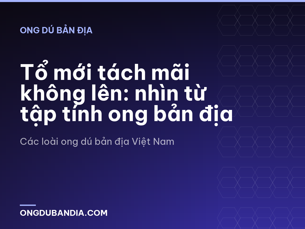 Tổ mới tách mãi không lên: nhìn từ tập tính ong bản địa