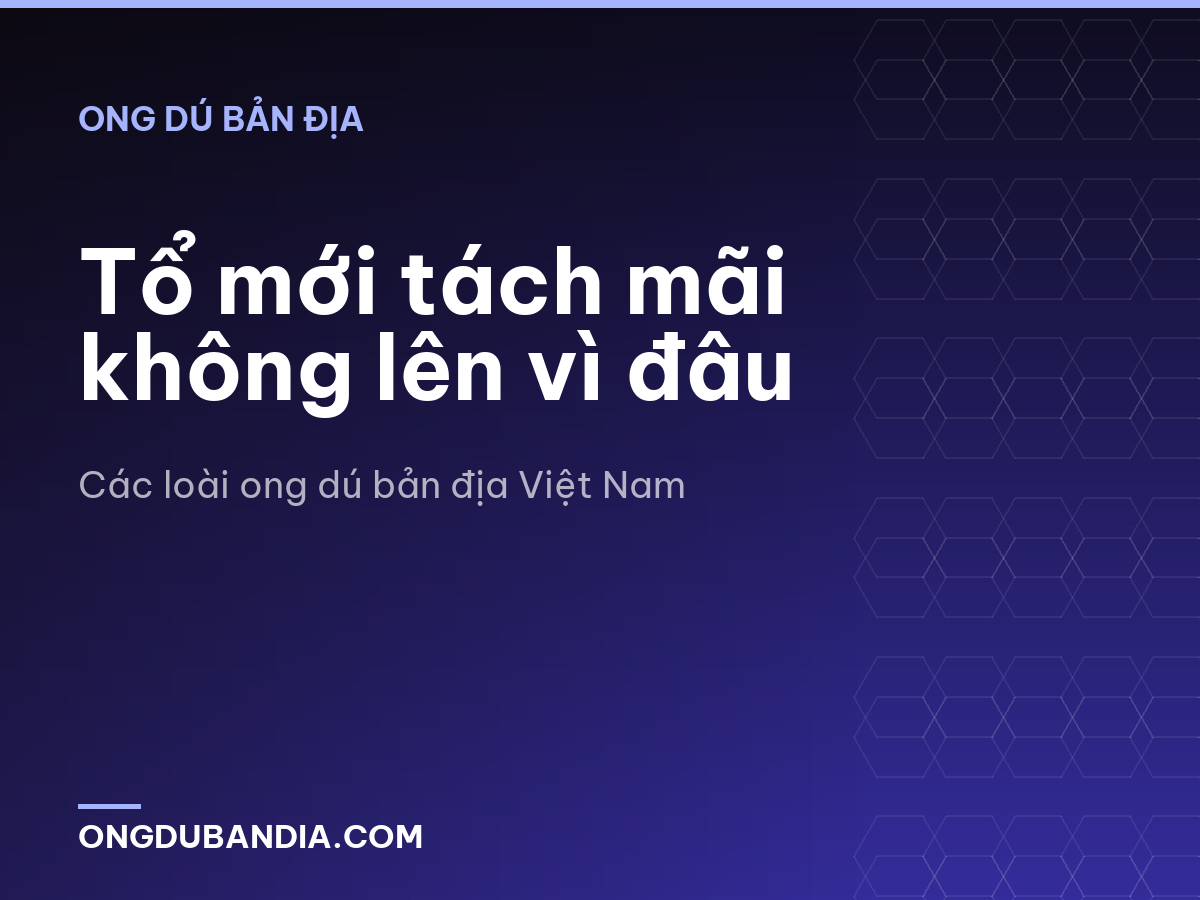 Tổ mới tách mãi không lên vì đâu