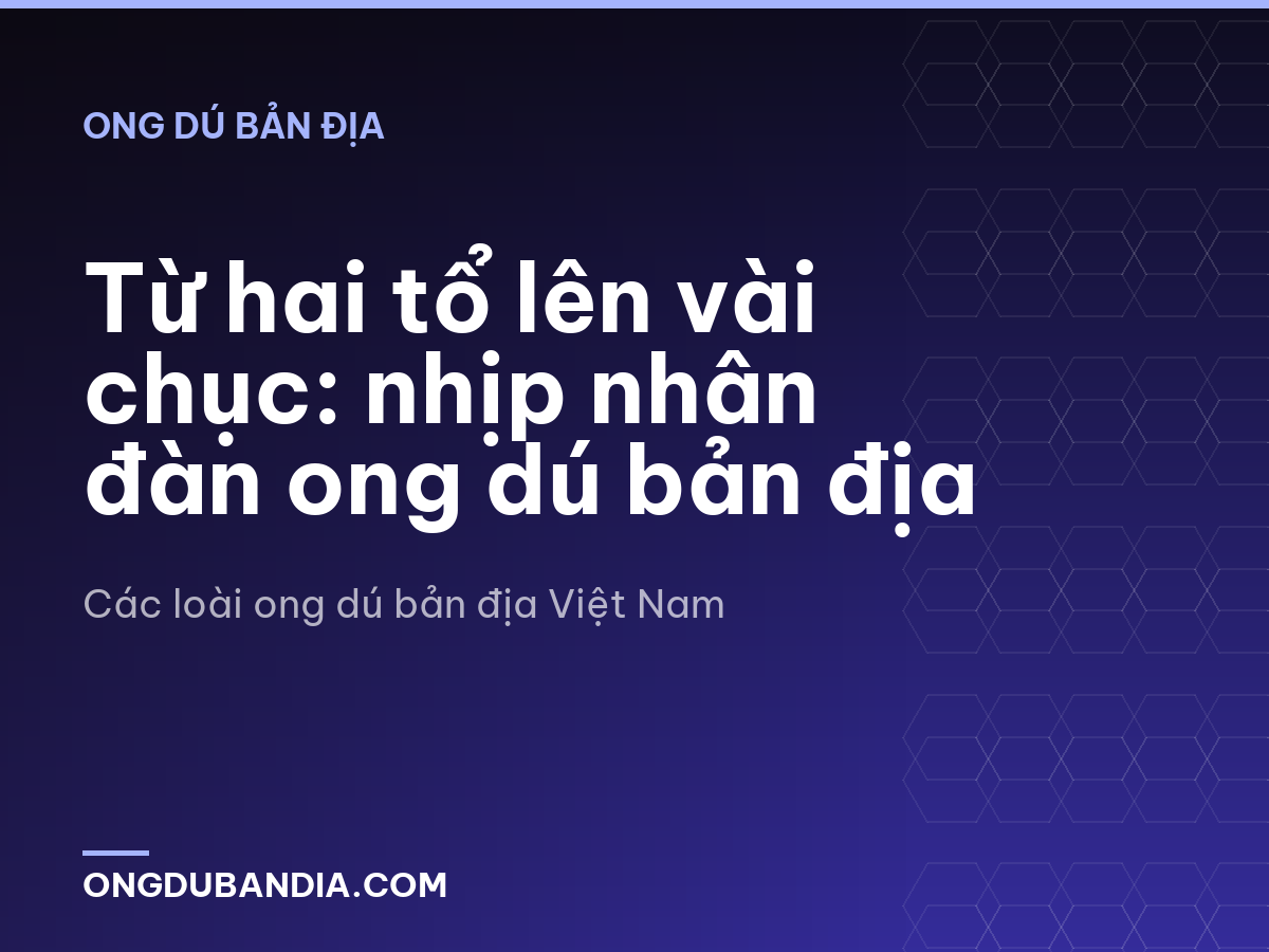 Từ hai tổ lên vài chục: nhịp nhân đàn ong dú bản địa