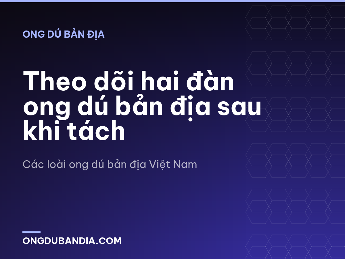 Theo dõi hai đàn ong dú bản địa sau khi tách