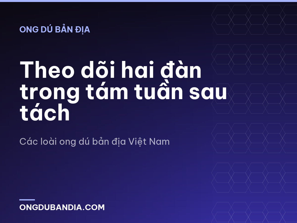 Theo dõi hai đàn trong tám tuần sau tách
