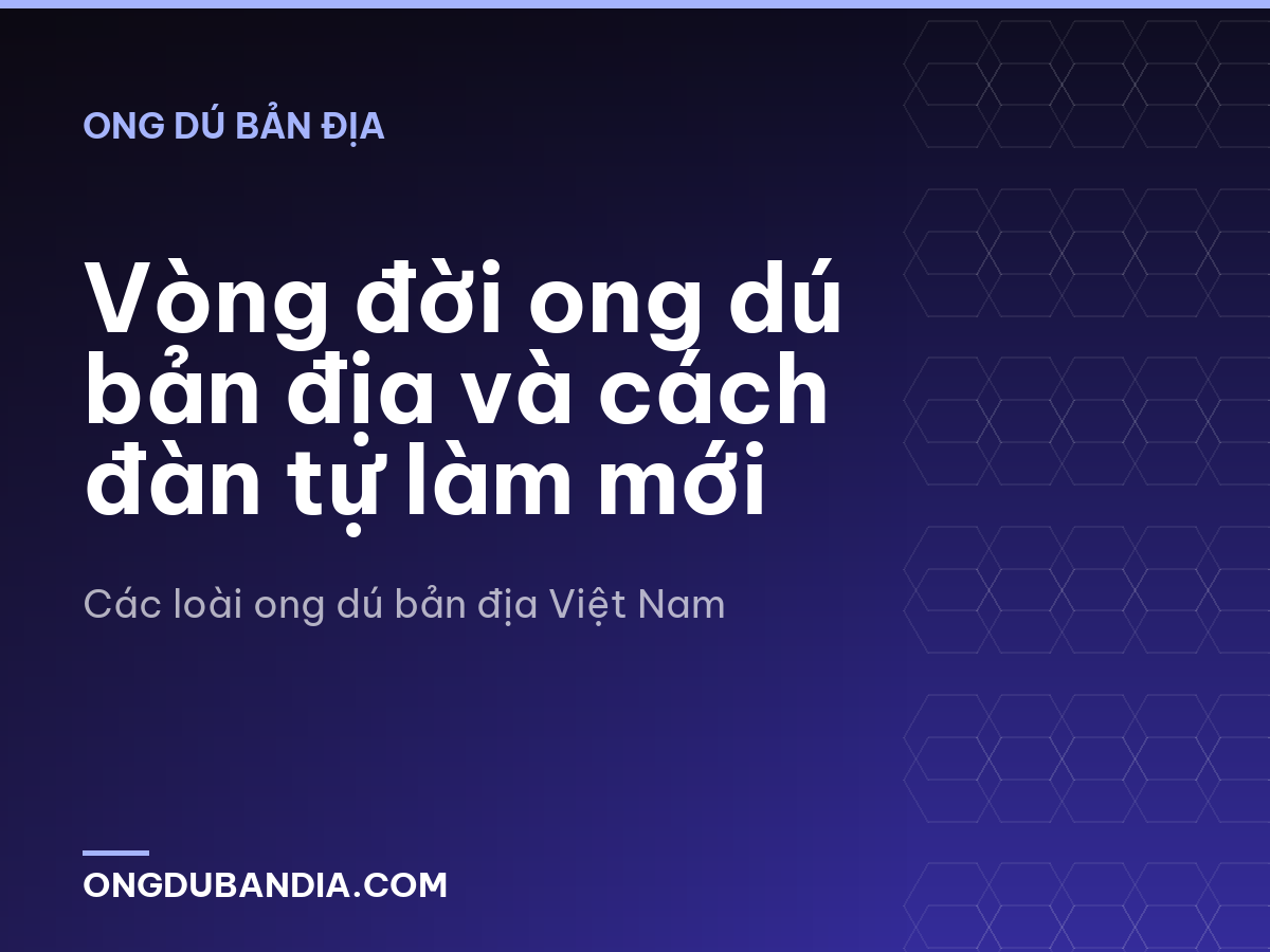 Vòng đời ong dú bản địa và cách đàn tự làm mới